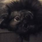 SadDog