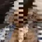 TheLostDog