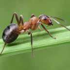 Antenna_The_Worker